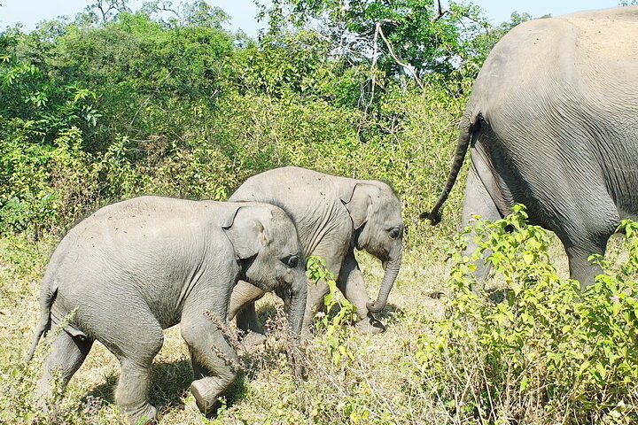 04 Hours Safari Tours - Photo 1 of 4